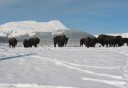 Photo of Winter Wildlife Tour 4 bison